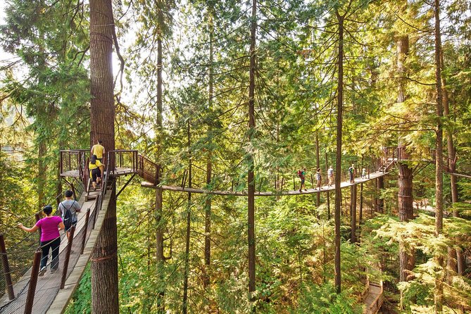 Capilano Suspension Bridge + Grouse Mountain Tour - Grouse Mountain: gondola views and resident grizzlies