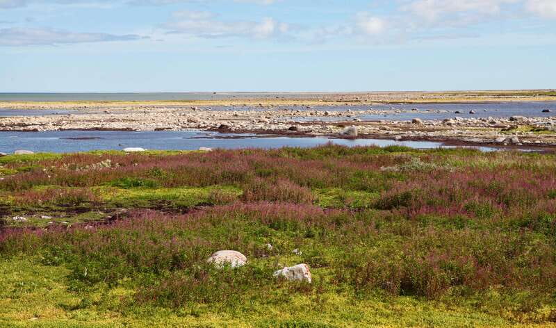 Churchill: Exclusive Tundra Buggy Day Trip - Autumn: the strongest season for polar bears