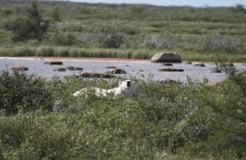 Churchill: Exclusive Tundra Buggy Day Trip - Photography from a raised, protected vehicle