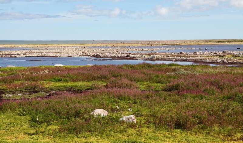 Churchill: Exclusive Tundra Buggy Day Trip - Who should book the Tundra Buggy day?