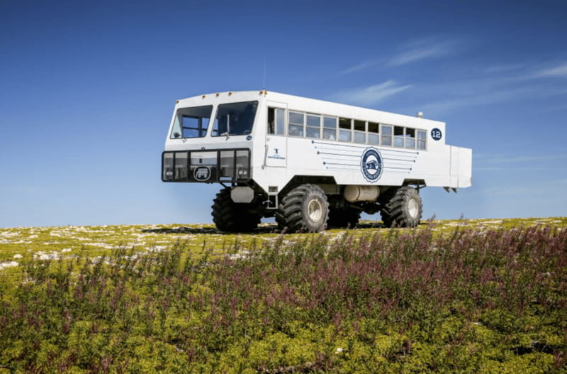 Churchill: Exclusive Tundra Buggy Day Trip - My call: book it for access, not certainty