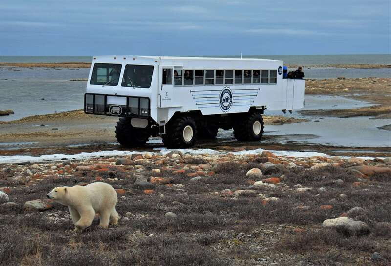 Churchill: Exclusive Tundra Buggy Day Trip - Summer: birds, foxes, and an earlier bear season