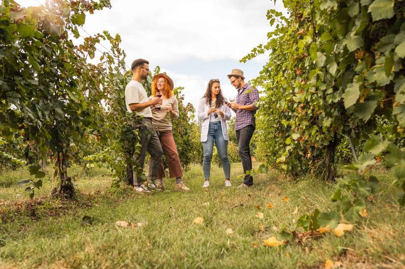 Collingwood: Blue Mountains Wine and Cider Tasting Tour - A few practical tips for a better day