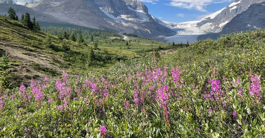 Columbia Icefield: Guided Glacier Hike - Who should book this hike