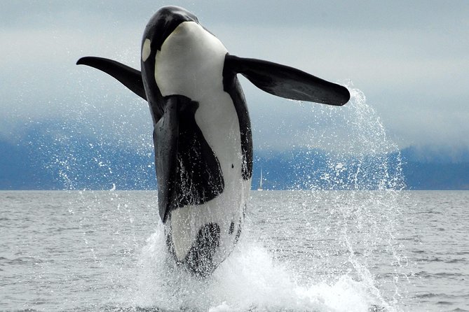 Cowichan Bay: Half-Day Whale & Wildlife Adventure - Key things to know before you go