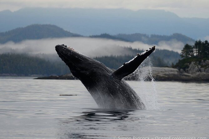 Cowichan Bay: Half-Day Whale & Wildlife Adventure - Setting out from Cowichan Bay