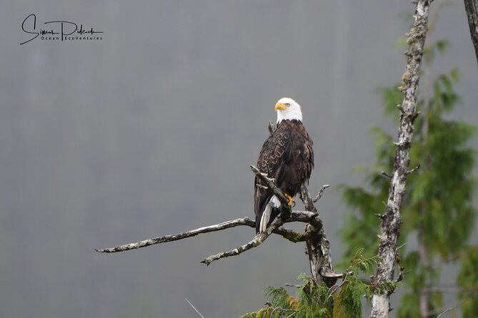 Cowichan Bay: Half-Day Whale & Wildlife Adventure - Biggs killer whales and the drama of a moving pod