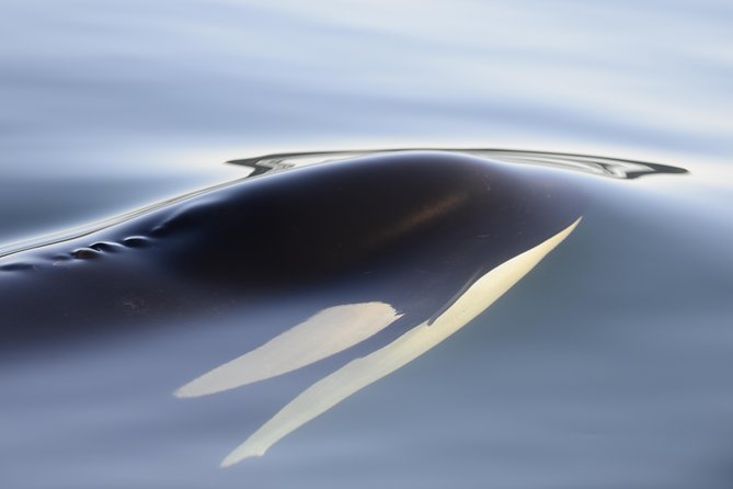 Cowichan Bay: Half-Day Whale & Wildlife Adventure - Humpbacks, seals, sea lions, and smaller sightings
