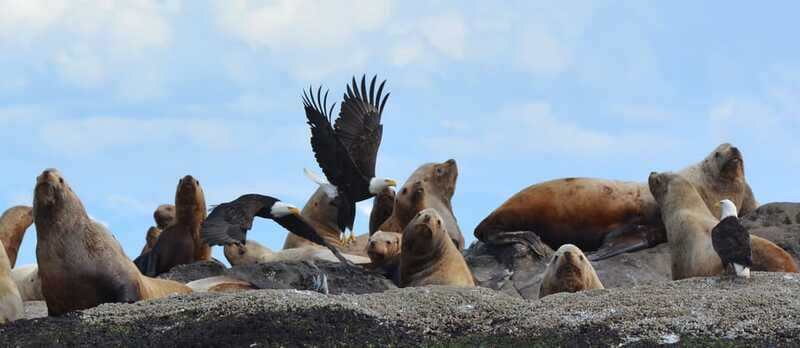 Cowichan Bay: Half-Day Whale & Wildlife Adventure - What the crew adds to the experience