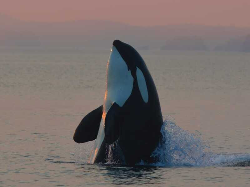 Cowichan Bay: Half-Day Whale & Wildlife Adventure - Clothing, comfort, and the open-water reality