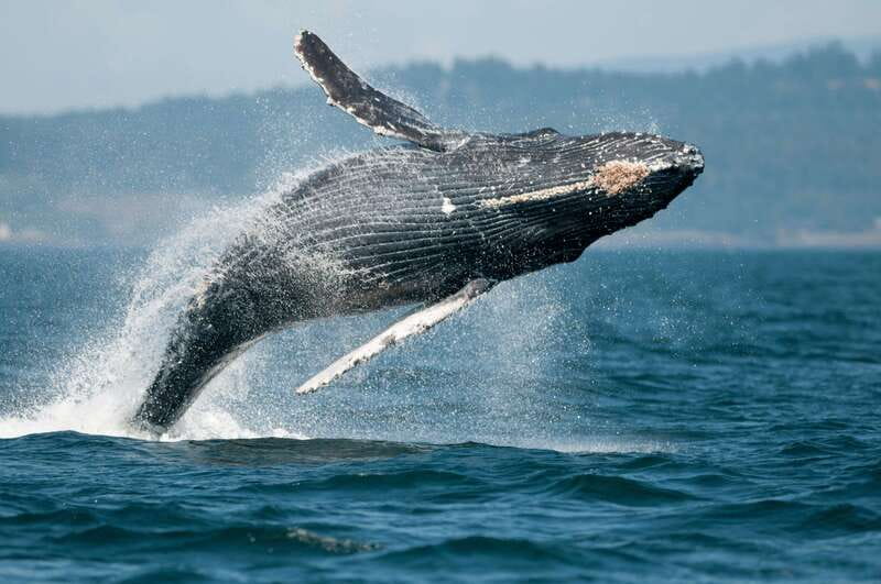 Cowichan Bay: Half-Day Whale & Wildlife Adventure - Is $155 a fair price?