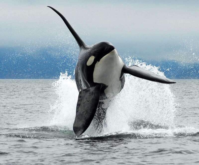 Cowichan Bay: Half-Day Whale & Wildlife Adventure - Who should book this Cowichan Bay whale tour?