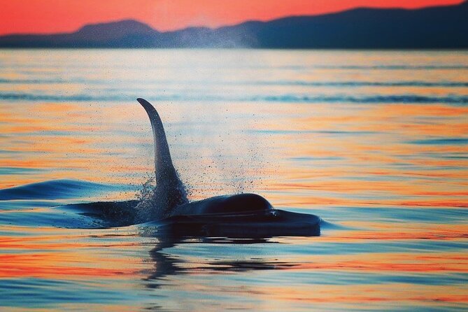 Cowichan Bay: Half-Day Whale & Wildlife Adventure - Three and a half hours across the Salish Sea
