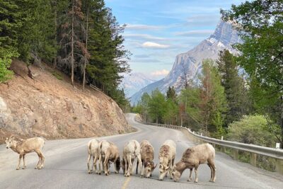 Explore Banff National Park with Our Premium Day Tour