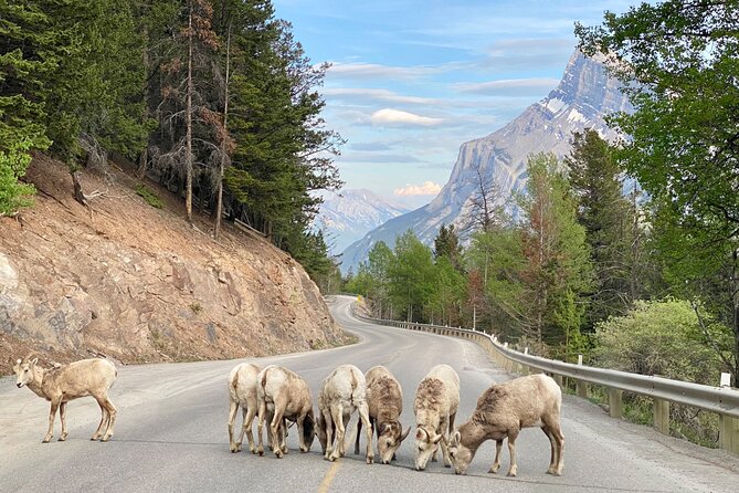 Explore Banff National Park with Our Premium Day Tour - Lake Louise gives the day its famous opening