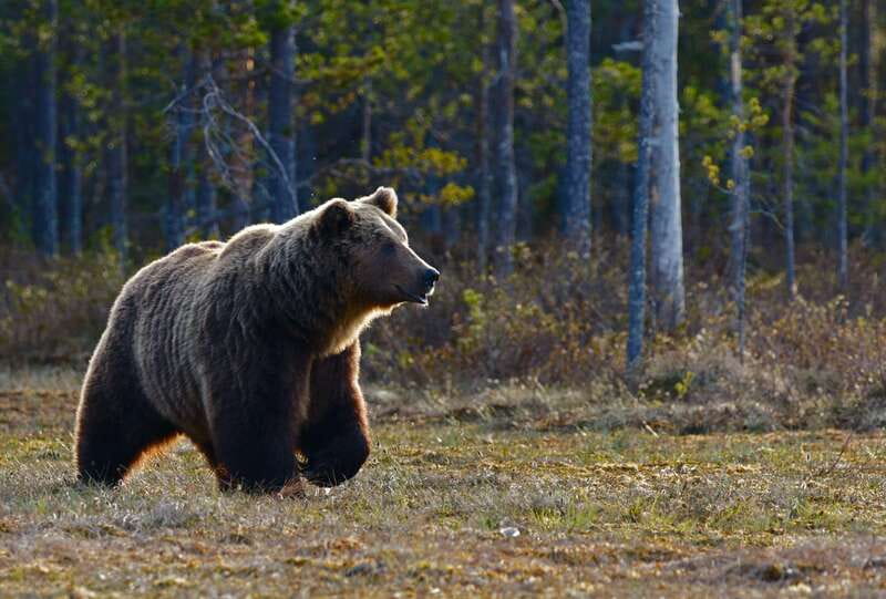 From Banff: Banff Wildlife & Scenic Highlights Premium Tour - A smart first evening in Banff