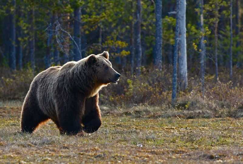 From Banff: Banff Wildlife & Scenic Highlights Premium Tour - Surprise Corner and Bow Falls
