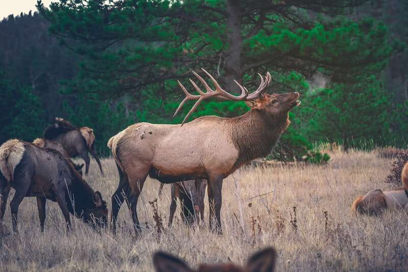 From Banff: Banff Wildlife & Scenic Highlights Premium Tour - Timing, pickup, and the small print