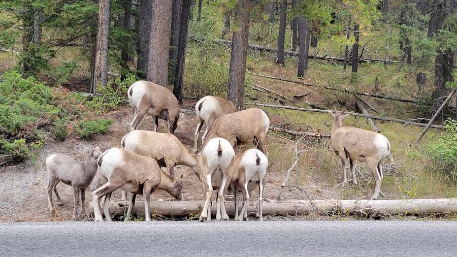 From Calgary to Banff: Day Trip with Wolfdog Sanctuary Visit - Seventy-five minutes on Banff Avenue