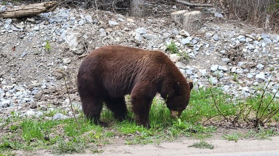 From Calgary to Banff: Day Trip with Wolfdog Sanctuary Visit - What to bring and how to prepare