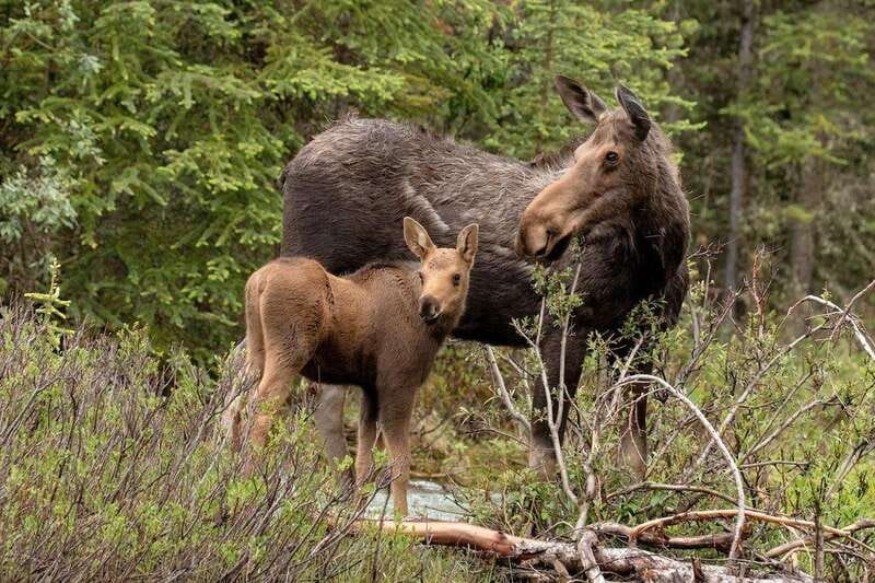 From Jasper: Jasper National Park Wildlife Discovery Tour - Should you book the Jasper wildlife drive?