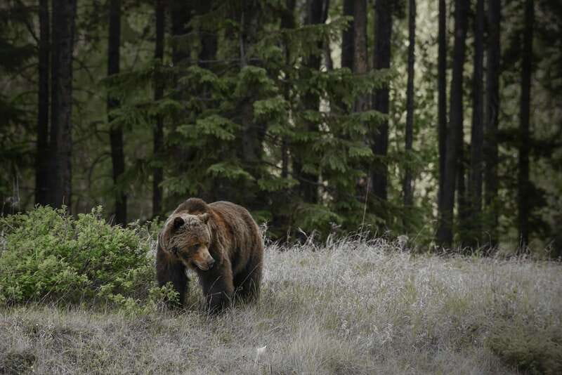 From Jasper: Jasper National Park Wildlife Discovery Tour - What this Jasper wildlife tour really offers