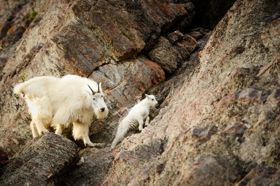 From Jasper: Jasper National Park Wildlife Discovery Tour - How wildlife viewing works from the coach