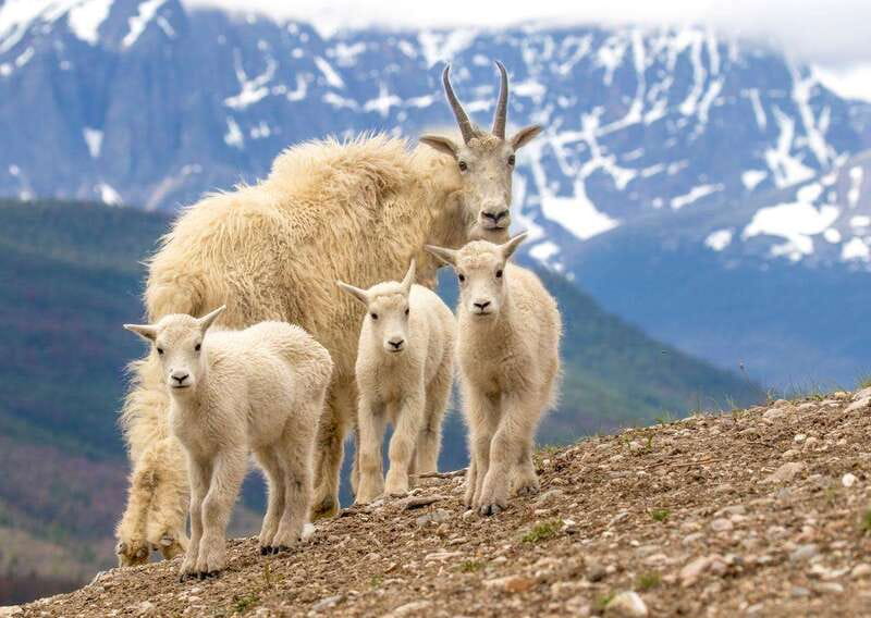 From Jasper: Jasper National Park Wildlife Discovery Tour - The guide makes the value of the trip