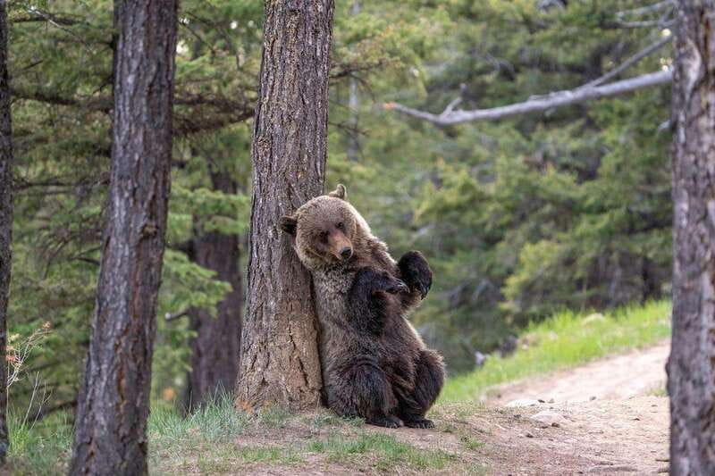From Jasper: Jasper National Park Wildlife Discovery Tour - Is $66 a fair price?