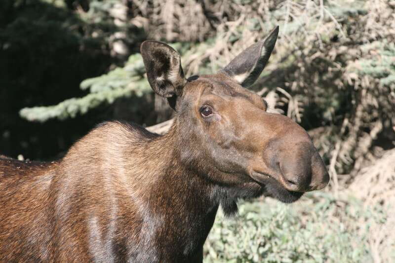 From Jasper: Jasper National Park Wildlife Discovery Tour - Who should choose this experience?