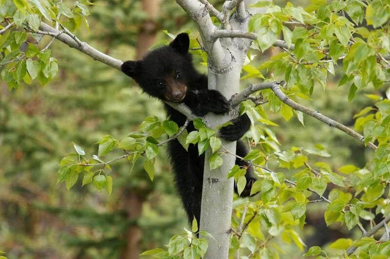 From Jasper: Jasper National Park Wildlife Discovery Tour - Smart ways to get more from the drive