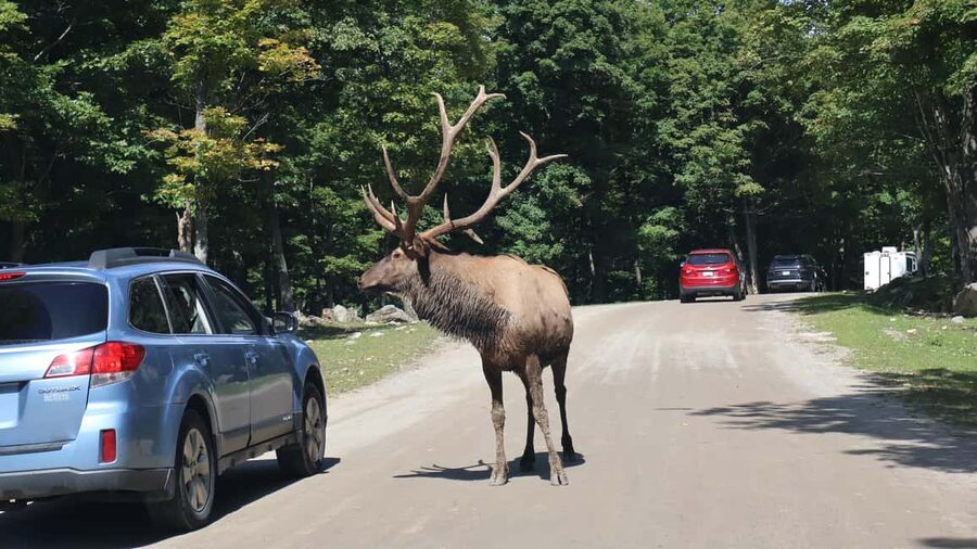 From Montreal: Omega Park Wildlife Safari Calling Sounds - Why the animal sounds make Omega Park different
