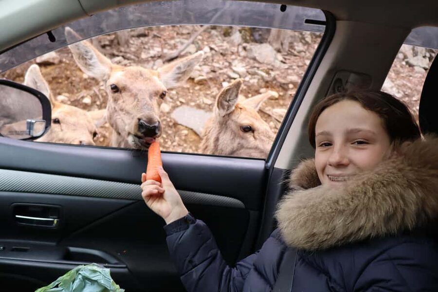 From Montreal: Omega Park Wildlife Safari Calling Sounds - My booking verdict