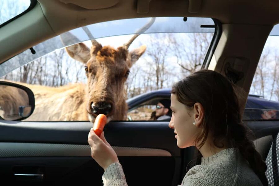 From Montreal: Omega Park Wildlife Safari Calling Sounds - A 45-minute pause for photos and breathing room