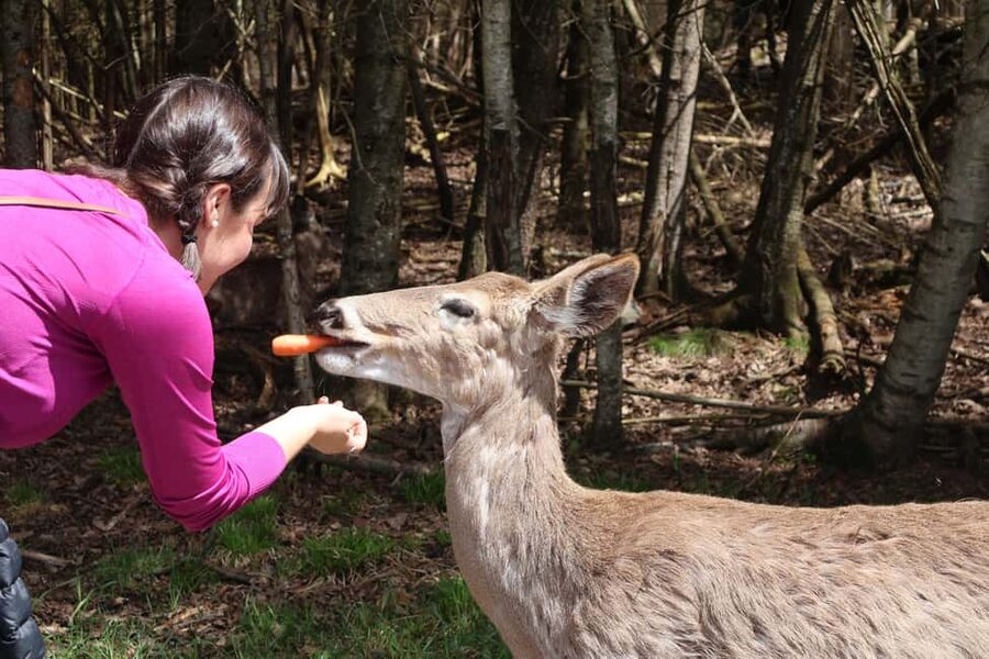 From Montreal: Omega Park Wildlife Safari Calling Sounds - Is $264 per person a fair price?