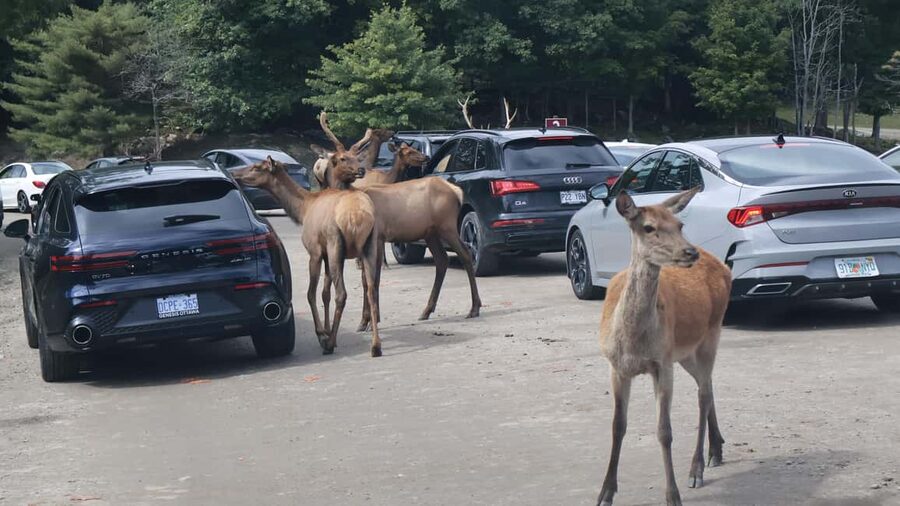 From Montreal: Omega Park Wildlife Safari Calling Sounds - Clothes, food, and practical preparation