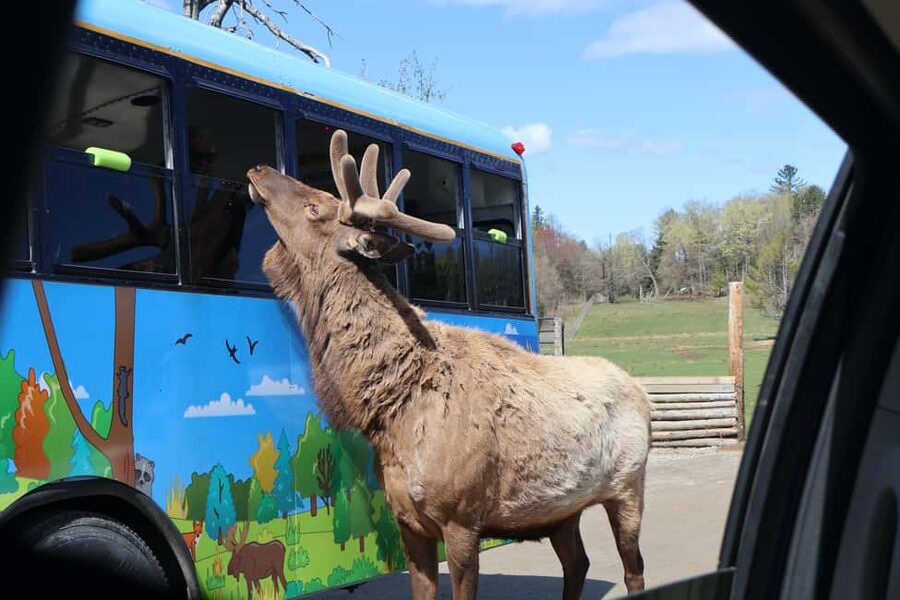 From Montreal: Omega Park Wildlife Safari Calling Sounds - Who will enjoy this private safari most?