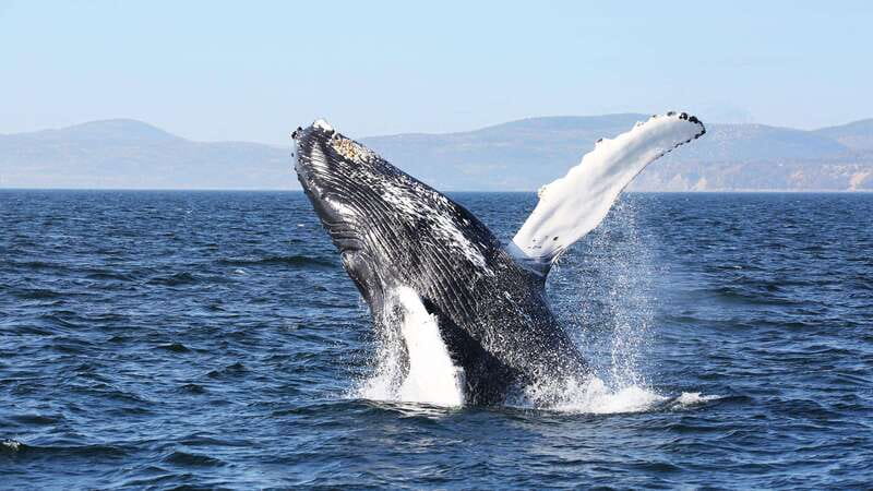From Quebec City: Whale Watching Excursion Full-Day Trip - Key things to know before booking