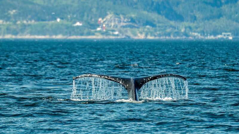 From Quebec City: Whale Watching Excursion Full-Day Trip - Choosing the large boat or the Zodiac