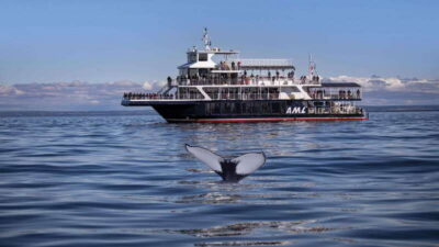Whale Watching Excursion Full-Day Trip