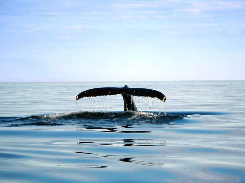 From Quebec City: Whale Watching Excursion Full-Day Trip - How the 11-hour schedule feels