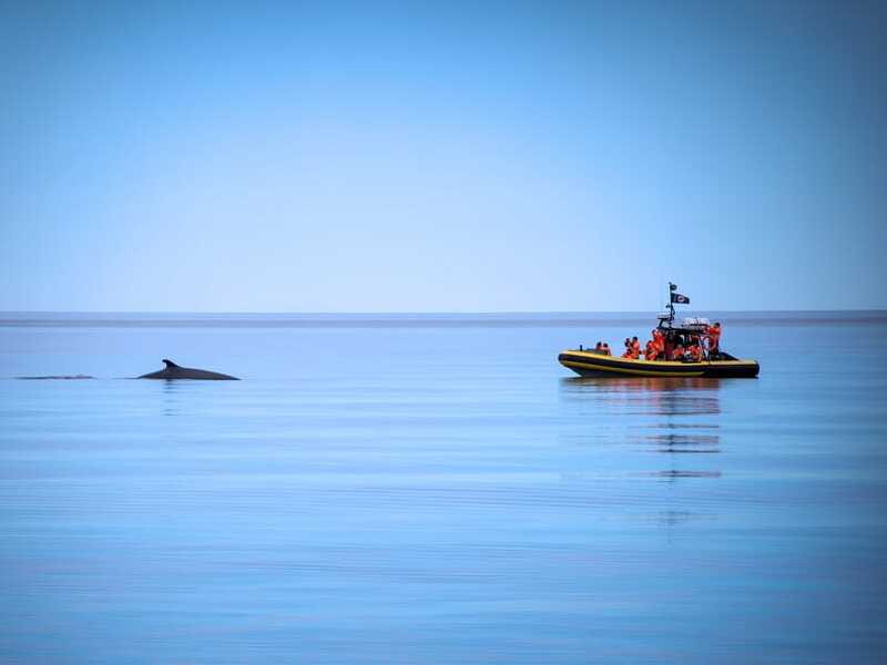 From Quebec City: Whale Watching Excursion Full-Day Trip - What the $186 price really covers