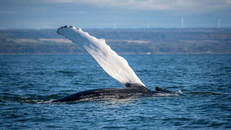 From Quebec City: Whale Watching Excursion Full-Day Trip - Who should choose this excursion