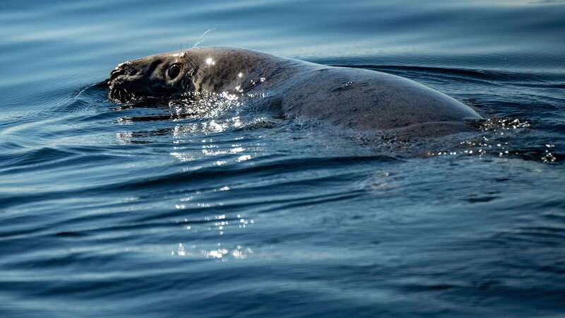From Quebec City: Whale Watching Excursion Full-Day Trip - Should you book it?