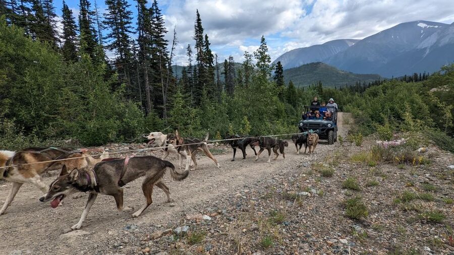 From Skagway: Yukon Sled Dog Mushing & White Pass Combo - Puppy time, dog care, and what families can expect