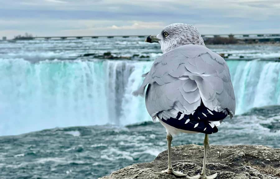 From Toronto: Niagara Falls Tour + Boat Ride and/or Journey - Choosing the Hornblower Boat Cruise
