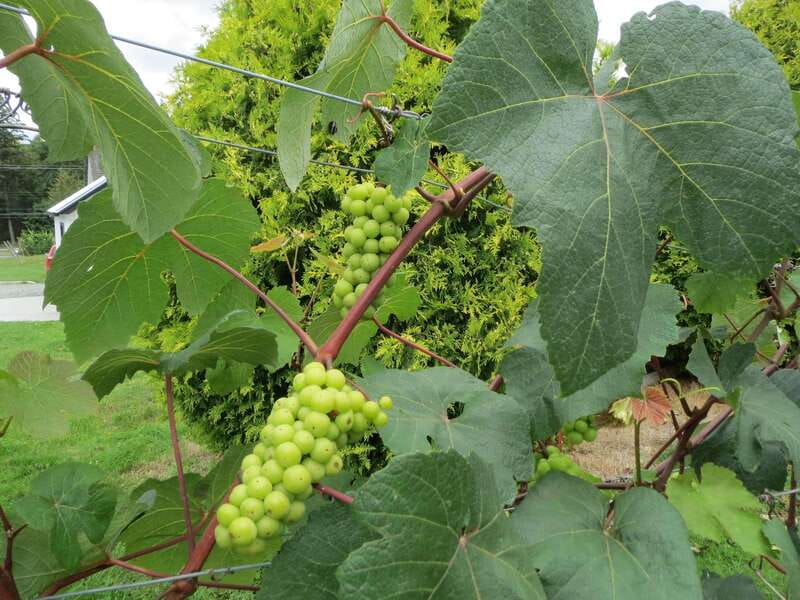 From Vancouver: Half-Day Fraser Valley Wine Tour - Key points at a glance