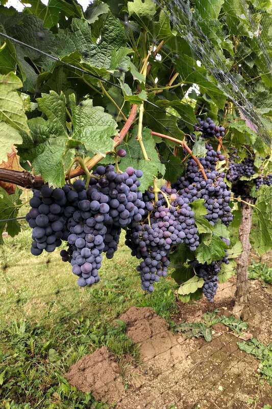 From Vancouver: Half-Day Fraser Valley Wine Tour - Township 7 and the value of comparison