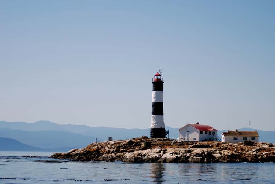 From Victoria: Whale Watching Marine Wildlife Excursion - Key points to know before booking
