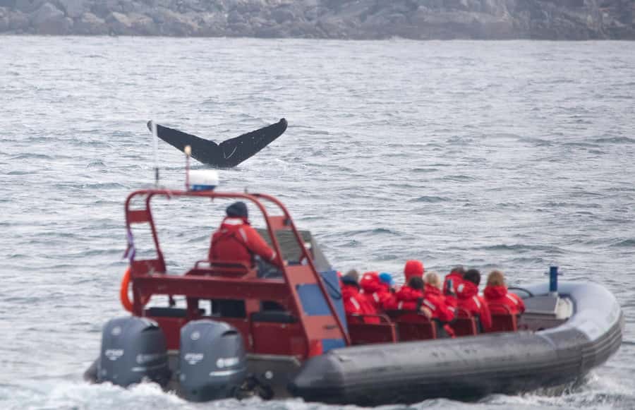 From Victoria: Whale Watching Marine Wildlife Excursion - Leaving Victoria aboard a 12-passenger Zodiac